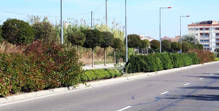 La Paeria reposa i millora cent arbustos a l’avinguda de Pinyana