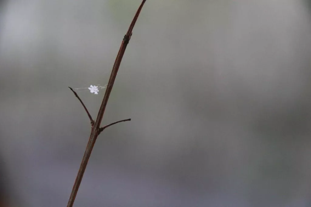 #LleidaComNeva: LES MILLORS IMATGES DE LA NEVADA