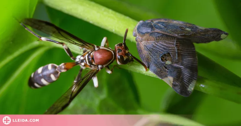 ℹ️ Els insectes més perillosos del món