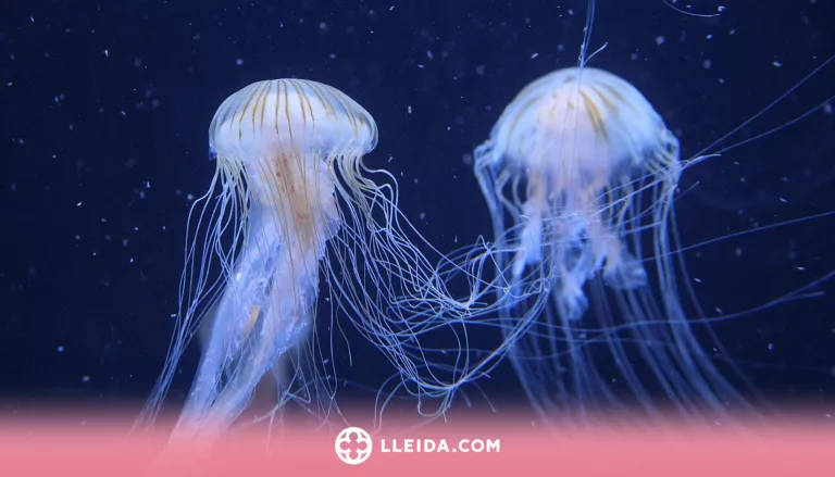 Picades de medusa: desmuntem els falsos mites sobre la seva cura