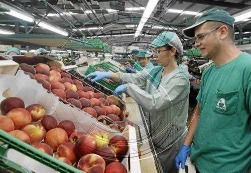 Els productors de fruita dolça estudien denunciar la CE per les seues mesures contra el veto rus