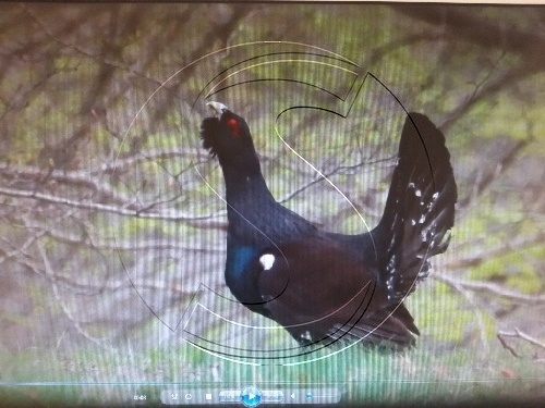 Denunciats tres fotògrafs sense autorització en una zona de cant de gall fer al Pallars Jussà