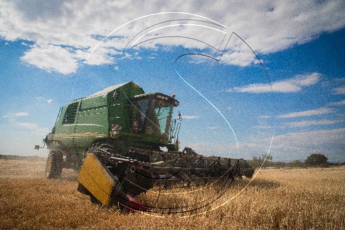 La collita de cereal a Catalunya cau un 30% per la calor i la sequera