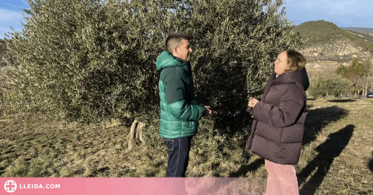 ⏯️ Identifiquen un total de 29 varietats locals d'olivera al Pallars Jussà