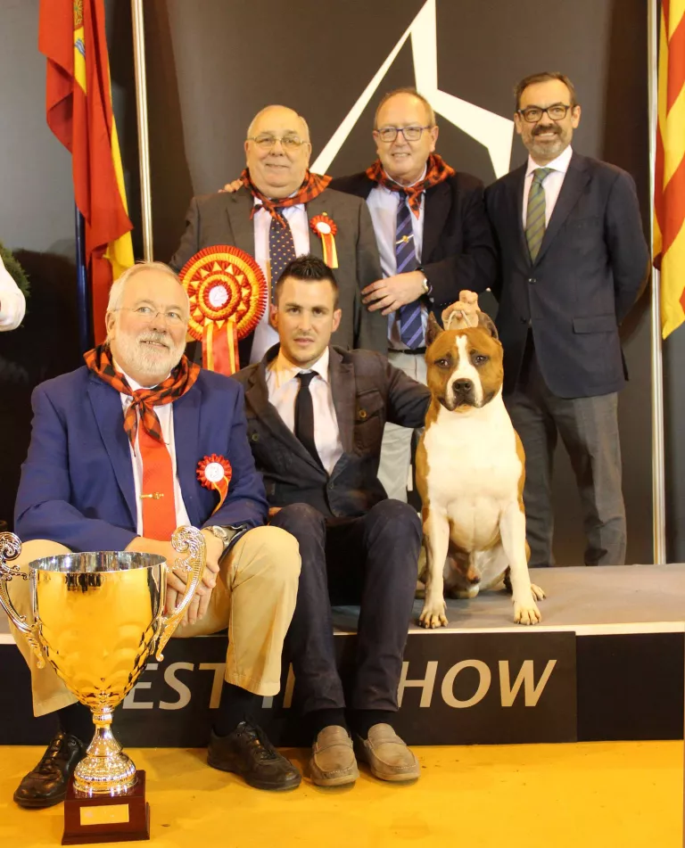 Un gos junedenc premiat internacionalment