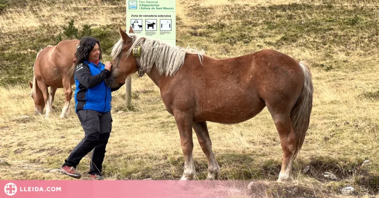 ⏯️ Cedits 170 dispositius de geolocalització a ramaders situats en una zona de presència permanent d'os bru
