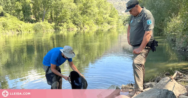 ⏯️  Agents Rurals aixequen cinc actes per sobrepassar les captacions d'aigua al Segre entre Puigcerdà i la Seu d'Urgell