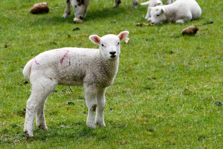 Les vendes de carn d’oví cauen més d’un 90% pel coronavirus