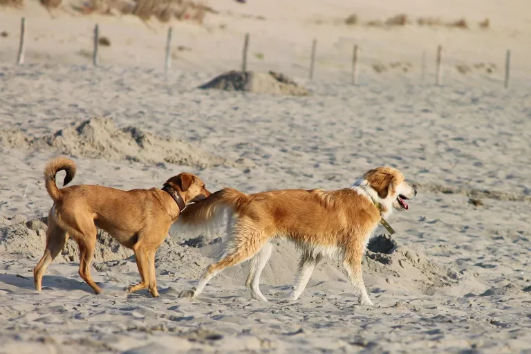 Planificar el viatge i evitar les hores de més calor, claus per protegir els animals a l’estiu