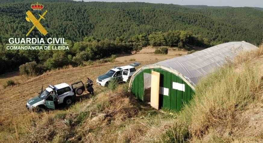 La Guàrdia Civil de Lleida localitza 12 plantes de marihuana de gran grandària