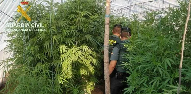 La Guàrdia Civil de Lleida localitza 12 plantes de marihuana de gran grandària