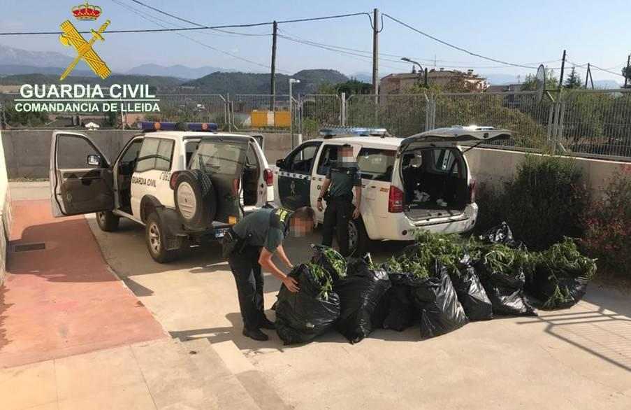 La Guàrdia Civil de Lleida localitza 12 plantes de marihuana de gran grandària