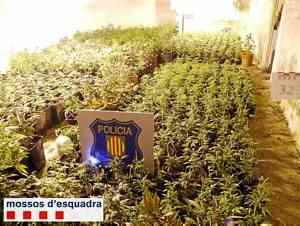 Detingut per cultivar més de 2.500 plantes de marihuana en una granja de Balaguer