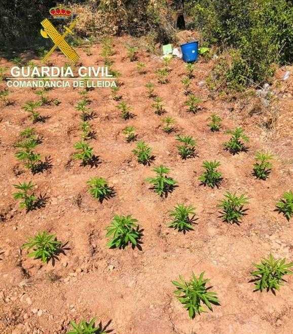 Detingut per cultivar 2.400 plantes de marihuana a Os de Balaguer