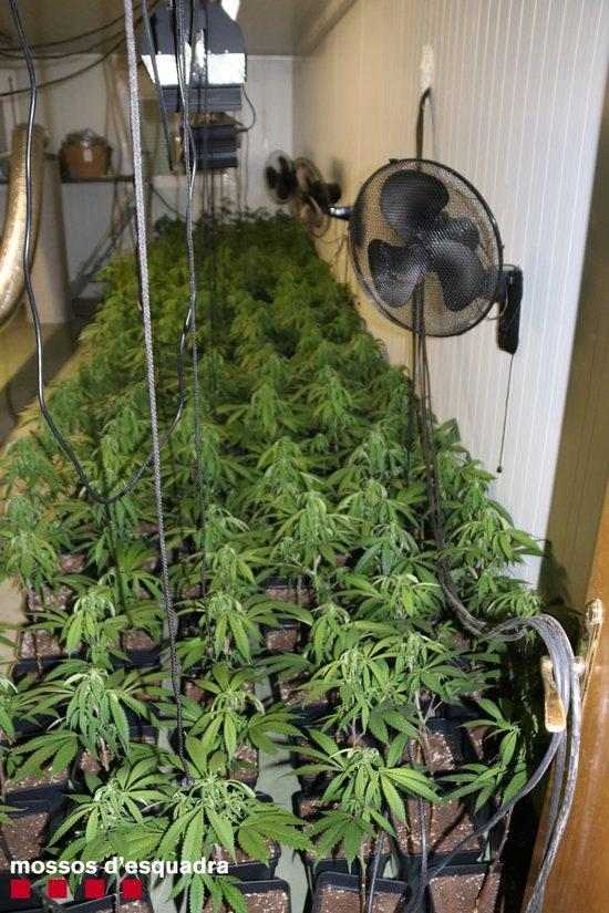 Detingut un home per cultivar més de 2.700 plantes de marihuana en una nau a les Borges Blanques