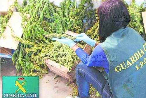 Detenen tres germans amb 36 quilos de marihuana a Fontanet