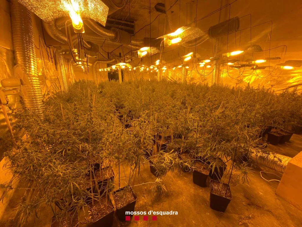 ⏯️ Detinguts dos homes i comissades més de 2.300 plantes de marihuana a Lleida
