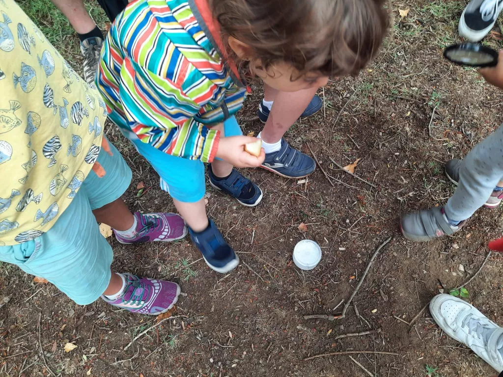 Els insectes del Parc de la Mitjana, protagonistes de les Ecoactivitats
