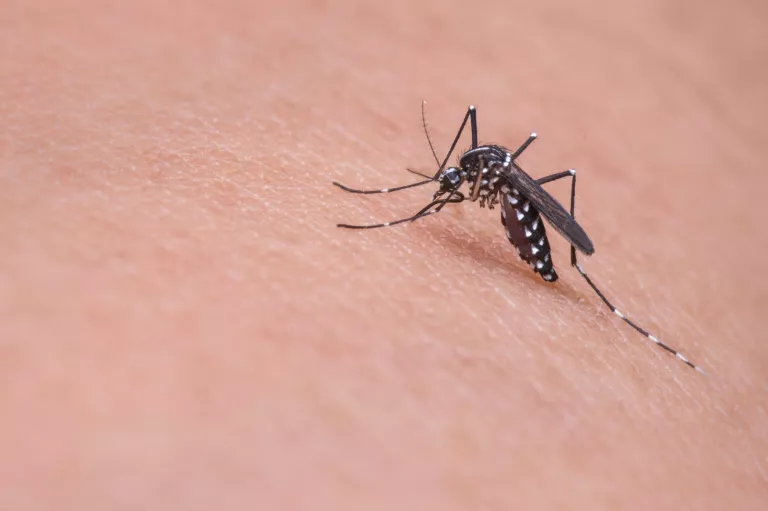 Què cal tenir en compte al aplicar-nos repel·lents d’insectes?