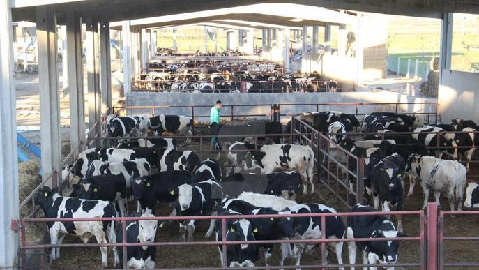Jordà destaca els controls higiènics i sanitaris en la venda de llet crua
