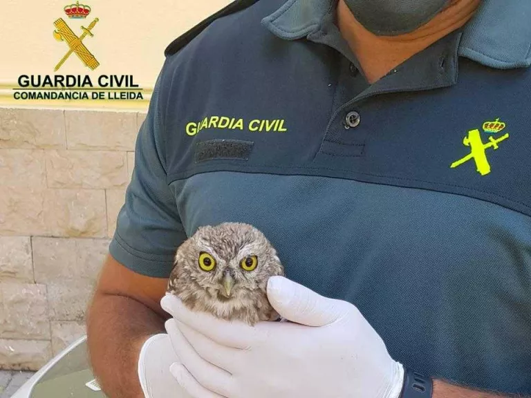 Recuperat un exemplar de mussol comú