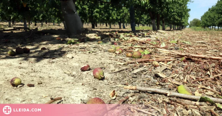 El canal d'Urgell programa el primer reg de supervivència dels fruiters