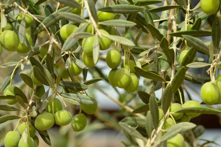L'efecte de les pluges sobre la floració farà caure la collita d'oli d'oliva fins un 40%