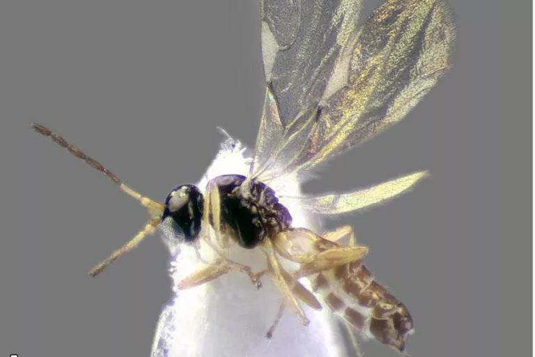 Identifiquen per primer cop a Europa un parasitoide del pugó del bambú