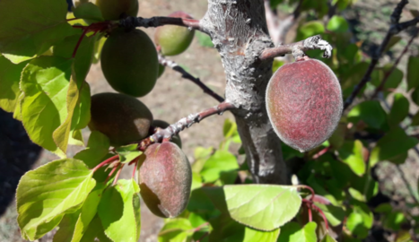 La pedra i el fred s'acarnissen amb ametllers i fruiters
