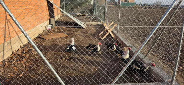 Traslladen els ànecs de la plaça Catalunya per prevenir la grip aviària