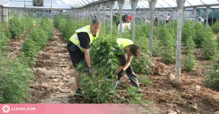 ⏯️ Localitzen més de 1.800 plantes de marihuana en hivernacles a Almatret