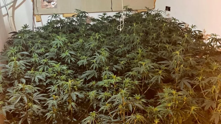 Sis detinguts a presó per un centre de cultiu de marihuana a Anglesola