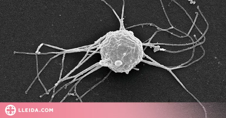 Un estudi determina l’origen evolutiu comú entre animals i fongs
