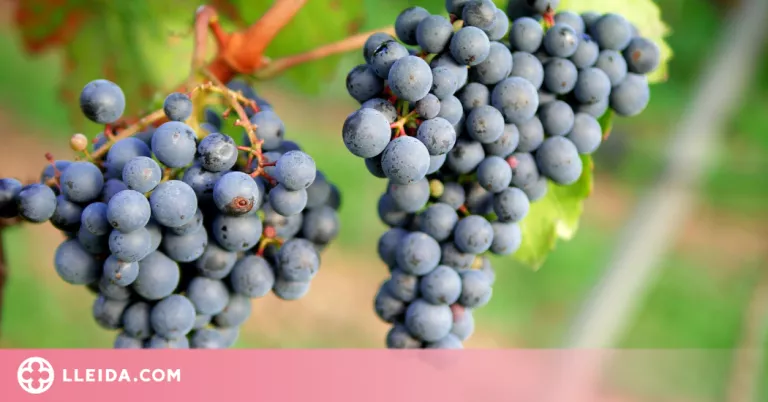 Catalunya rebrà el 7,6% dels recursos pel sector vitivinícola