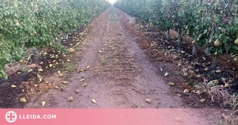 El vent fa caure bona part de les peres pendents de collir al Segrià i la Noguera