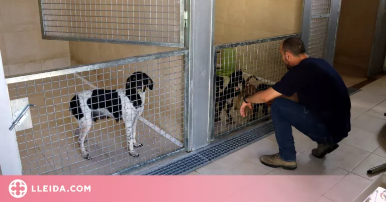 El Refugi dels Peluts de Lleida alerta de la saturació de les instal·lacions