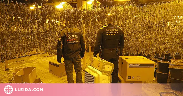 ⏯️ Presó per a set persones responsables d'una plantació de marihuana amb 1.800 plantes en una nau