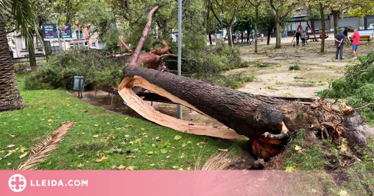 Un nen en estat crític per la caiguda de la branca d'un arbre