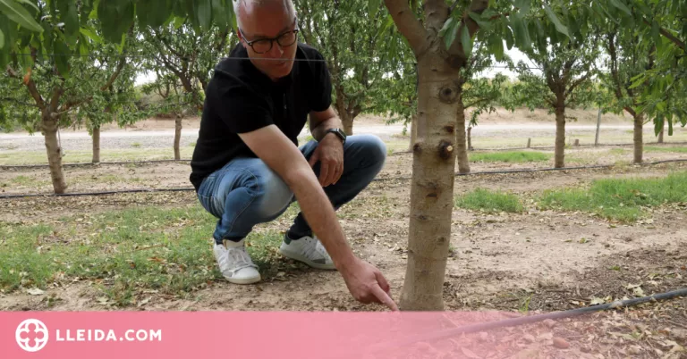 ⏯️ Presenten un nou portaempelt d'ametller que aconsegueix una alta eficiència productiva