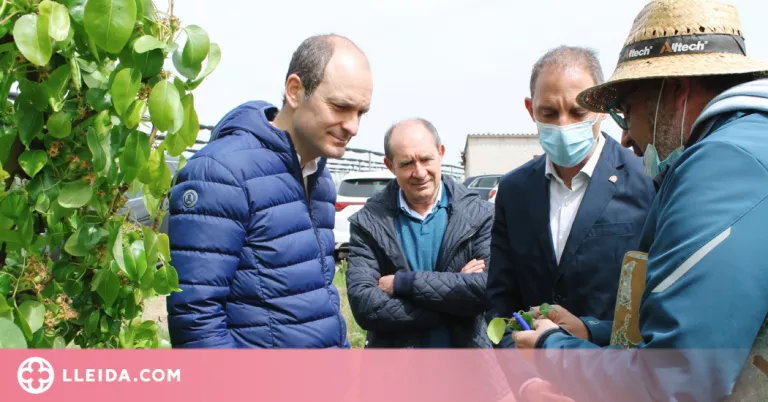 59 MEUR d'indemnitzacions a Catalunya pels danys de les gelades en cultius
