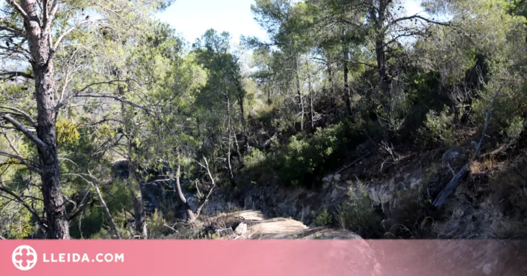 ⏯️ Promouen associacions de propietaris forestals a Ponent per millorar la gestió dels boscos