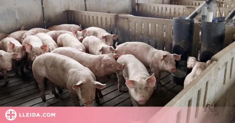 ⏯️ El sector porcí acabarà l'any millor del previst amb "empat o poques pèrdues"