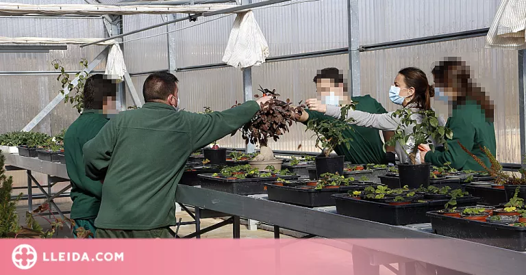 ⏯️ Joves interns del centre de justícia participen en la recuperació de la maduixa autòctona de Lleida