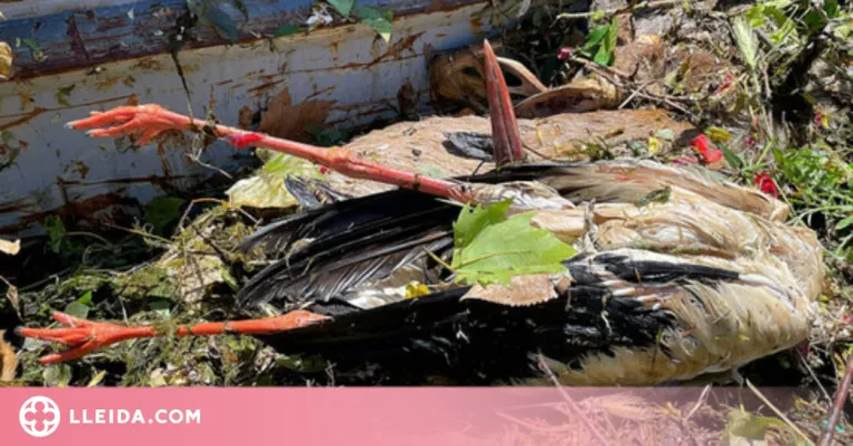 Ipcena denuncia més ofegaments de fauna salvatge al canal d'Urgell