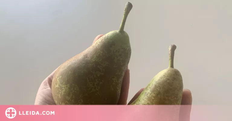 La calor sense precedents d'aquest estiu a tot Europa fa reduir la mida de les pomes i peres