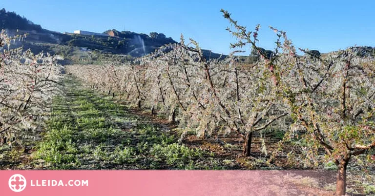 Agroseguro indemnitza amb més de 67 MEUR els agricultors catalans durant el 2021