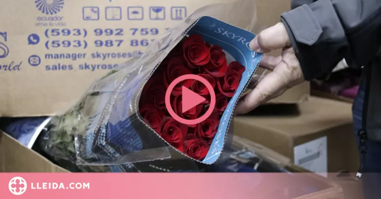 ⏯️ El preu de la rosa es dispara per als majoristes aquest Sant Jordi