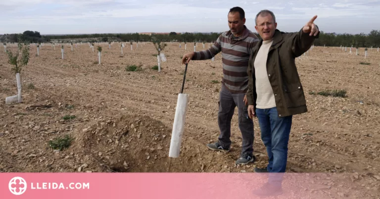 ⏯️ La plaga de conills a l'Urgell fa que alguns pagesos fins i tot desisteixin de sembrar la collita