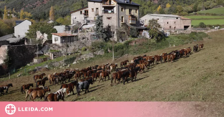 ⏯️ Més de 200 cavalls en transhumància travessen el Pallars Sobirà de punta a punta