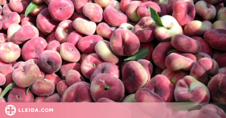 Catalunya preveu una caiguda en la producció de préssec i nectarina per les gelades d'aquesta primavera